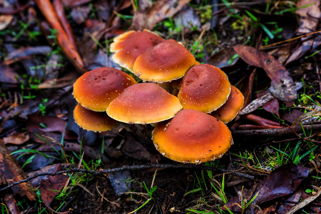 cluster-fungi-wombat-state-forest