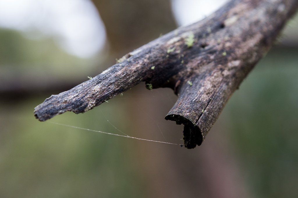 cobweb-strand-on-branch