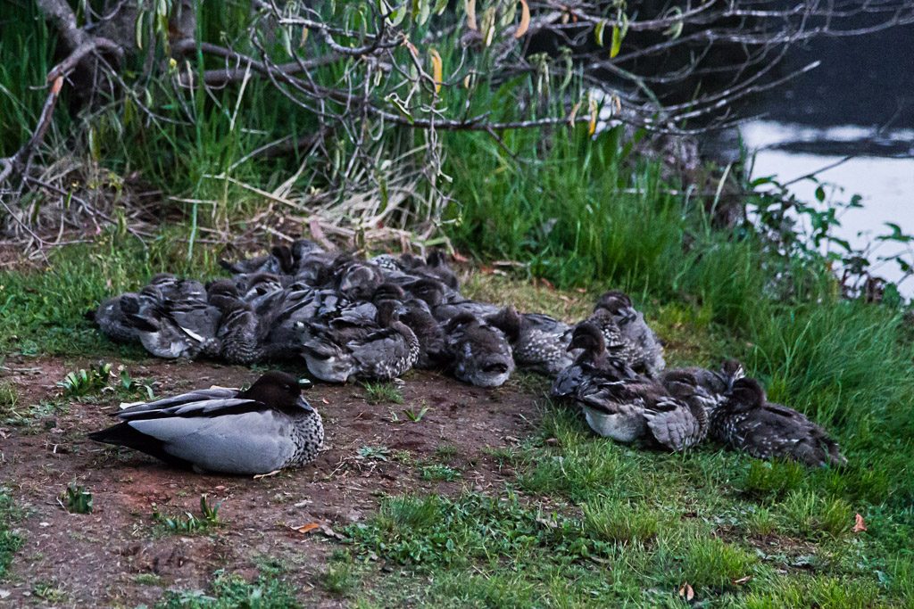 ducks-huddle-next-to-lake