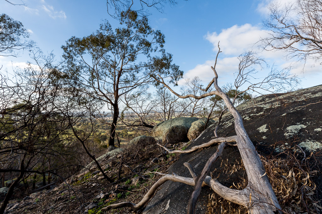 fallen-tree-boulder-black-hill-reserve