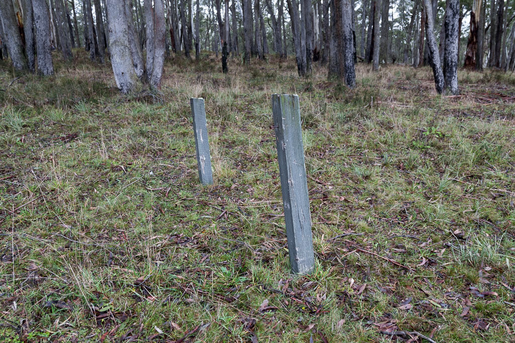 fence-posts-wombat-state-forest