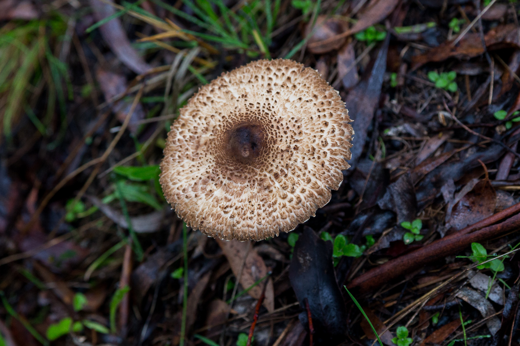 fungi-on-ground-wombat-state-forest