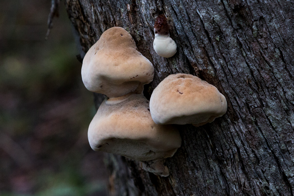 fungi-on-tree-trunk-wombat-state-forest