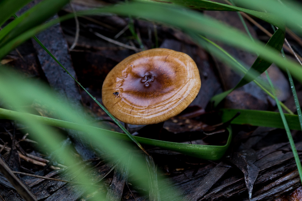 fungi-wombat-state-forest
