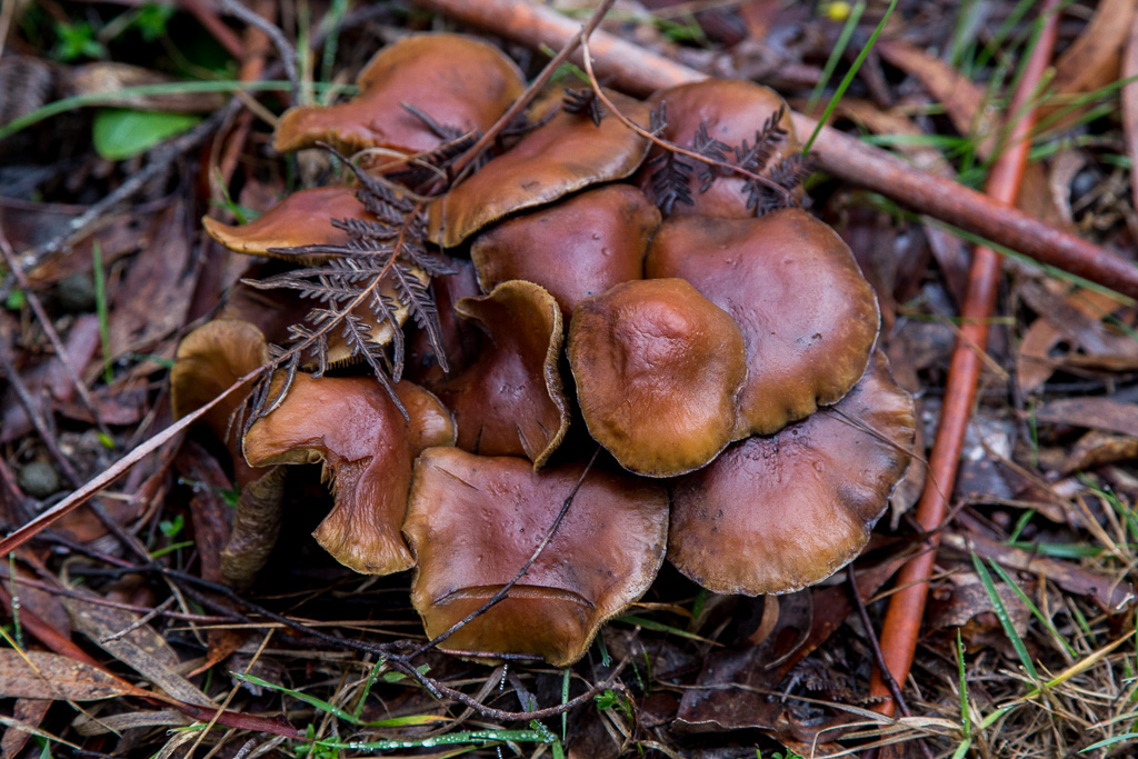 group-fungi-wombat-state-forest