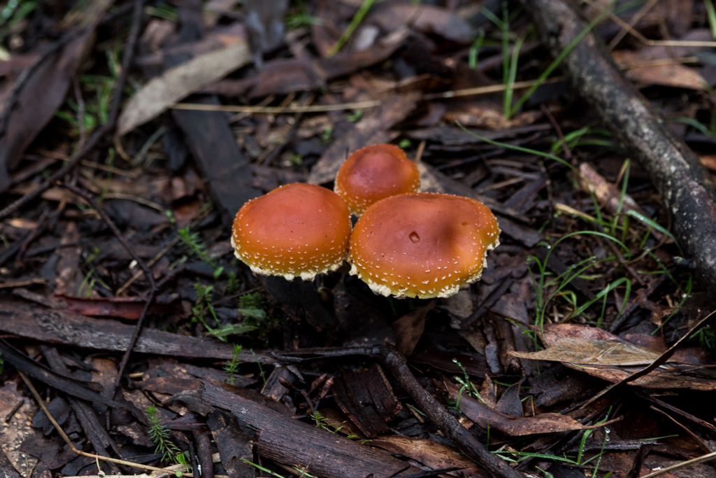 group-of-fungi-wombat-state-forest