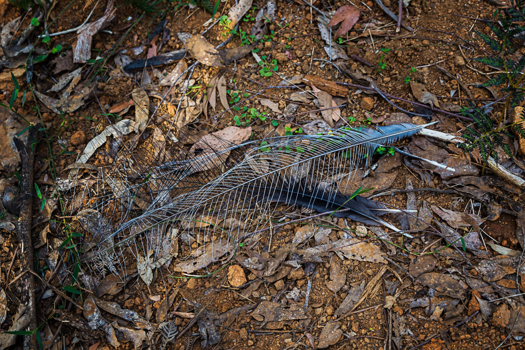 lyrebird-feathers-on-ground