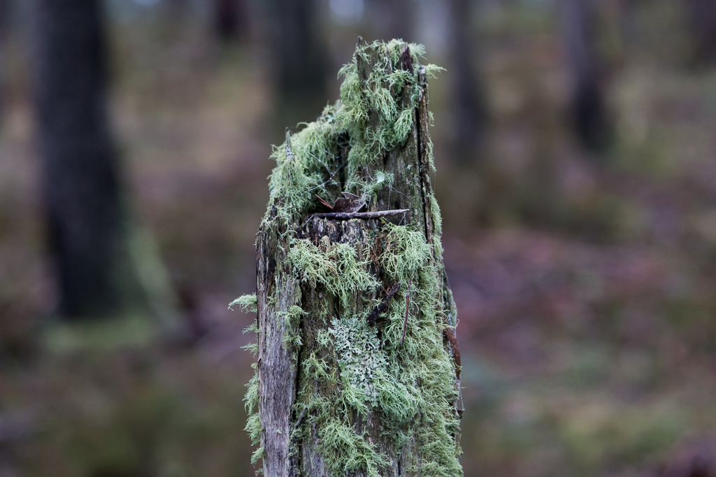 moss-on-old-fence-post-wombat-state-forest
