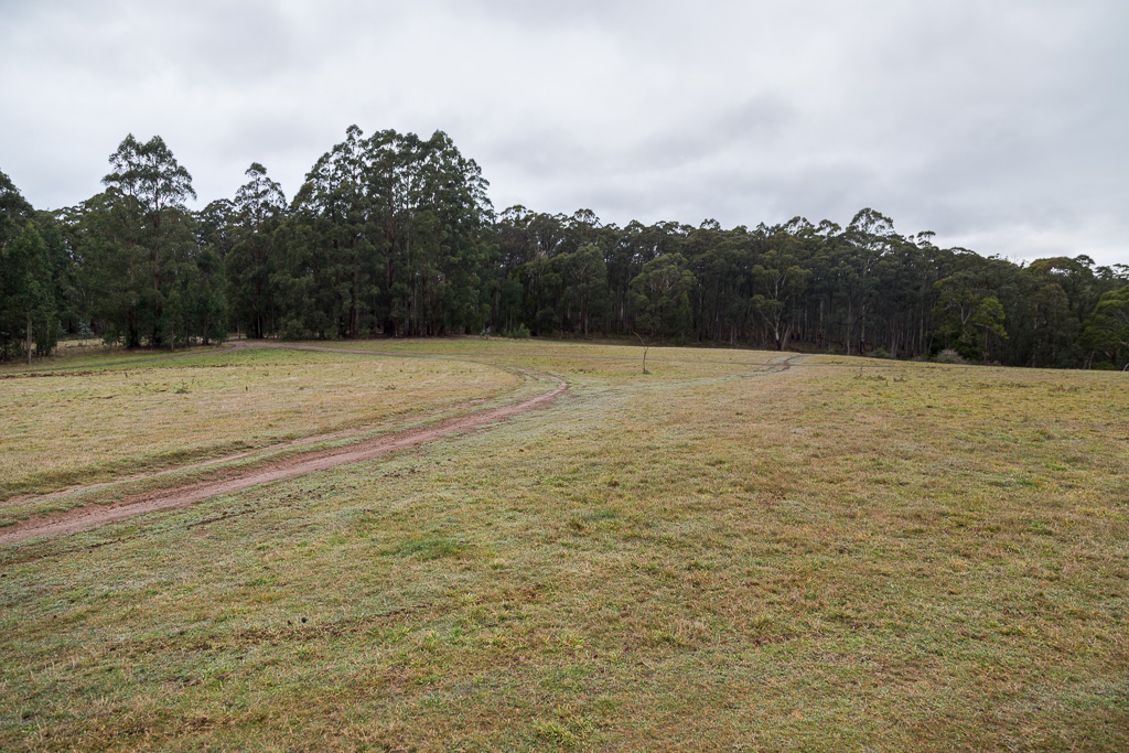 open-paddock-wombat-state-forest