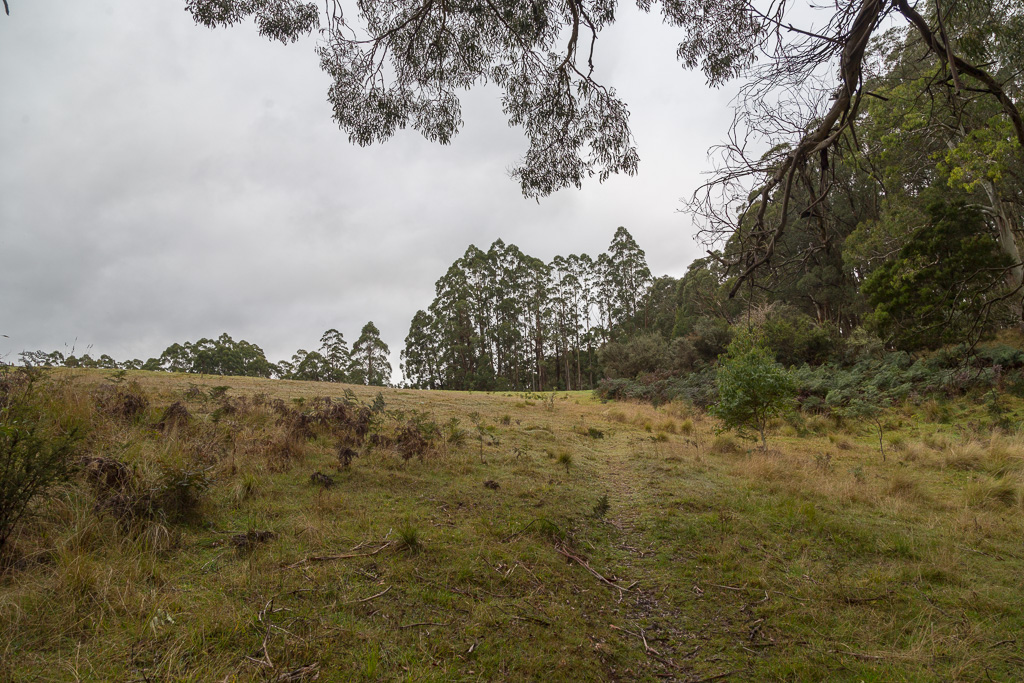 paddock-wombat-state-forest