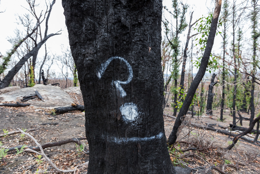 question-mark-on-burnt-tree-black-hill-reserve