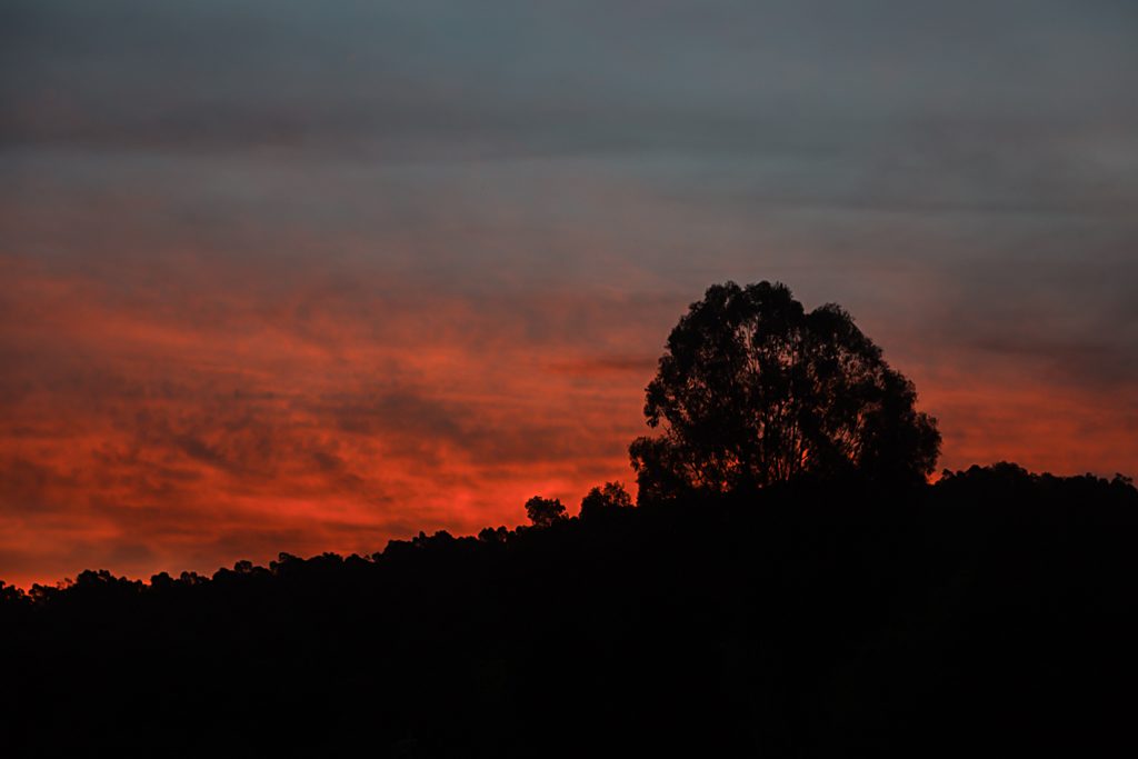 silhouette-tree-sunset