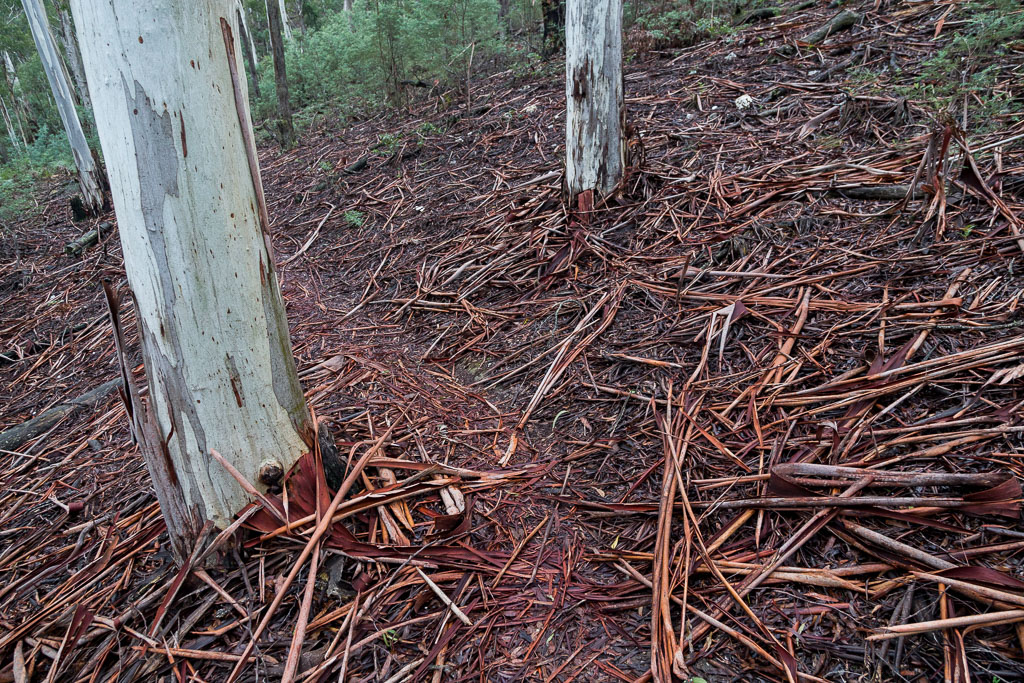 strips-eucalypt-bark-wombat-state-forest
