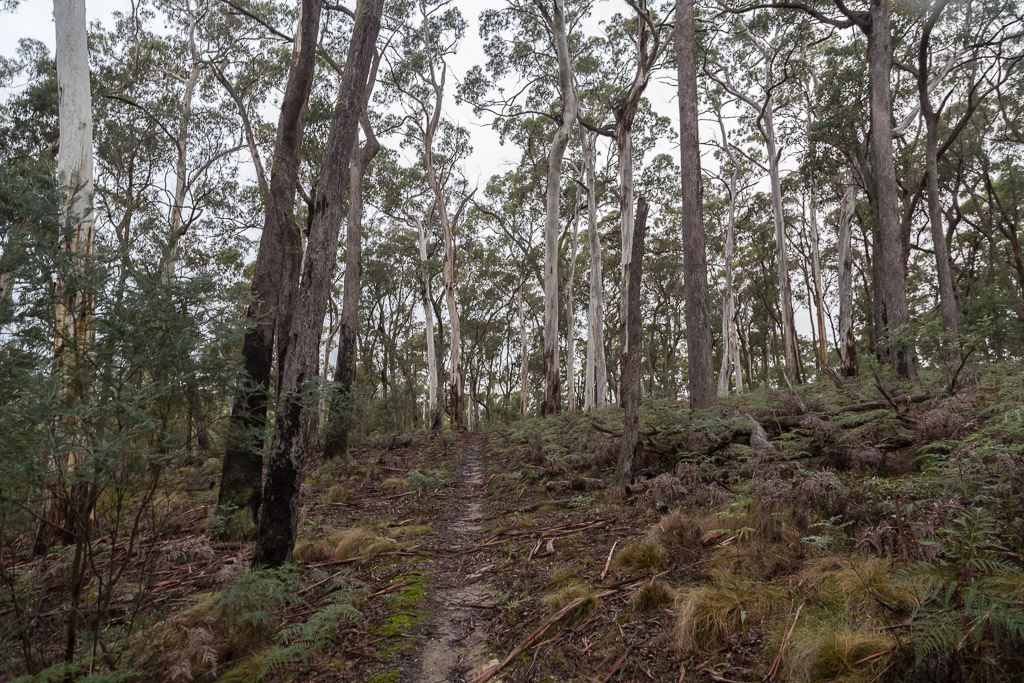 walking-track-wombat-state-forest