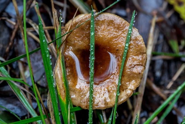 water-drops-fungi-wombat-state-forest