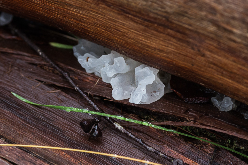 white-fungi-fallen-tree-wombat-state-forest