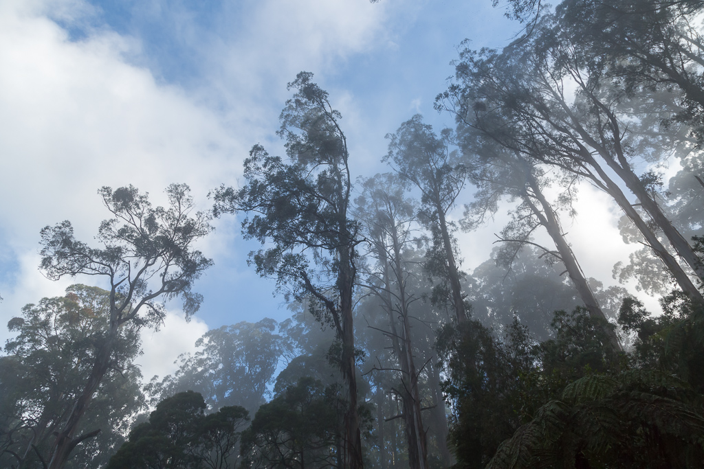 blue-sky-mist-above-trees-dandenong-ranges