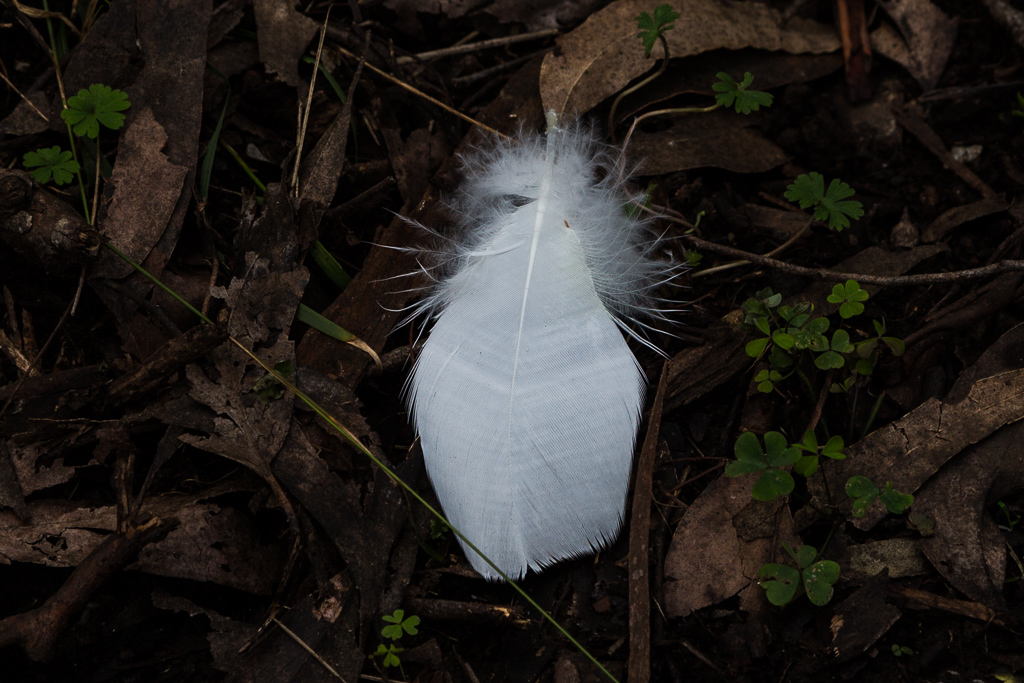 cockatoo-feather-dandenong-ranges
