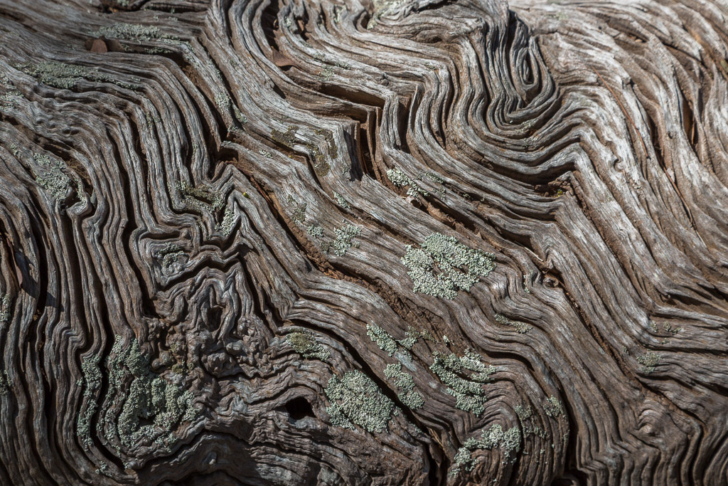 curved-lines-in-bark