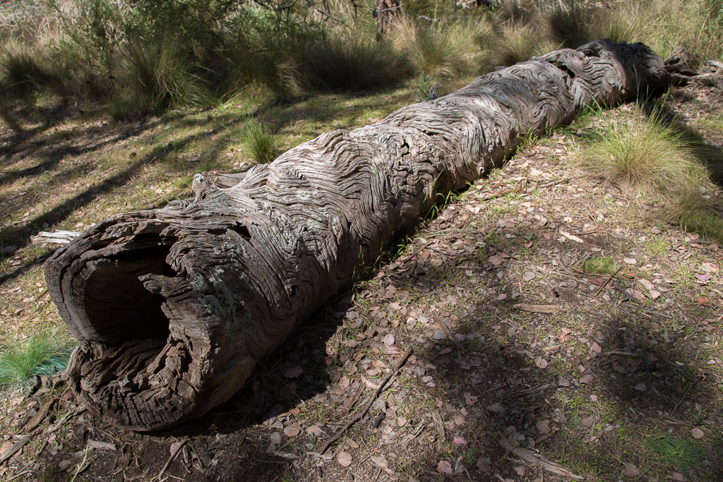 fallen-tree-with-curved-lines-in-bark