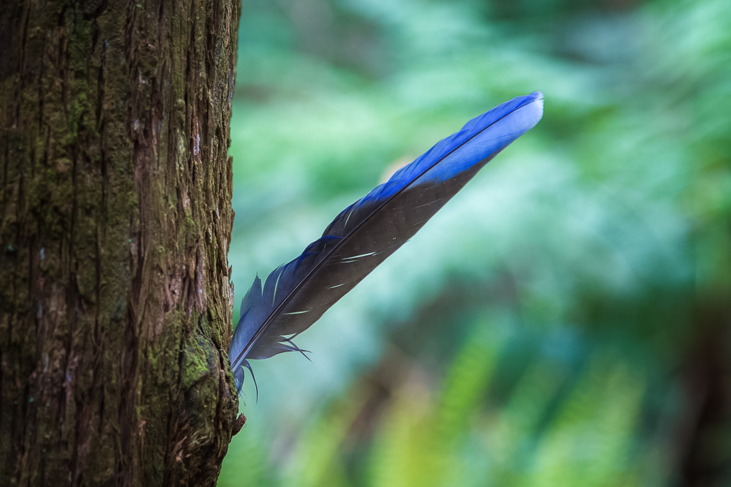 feather-stuck-tree-bark