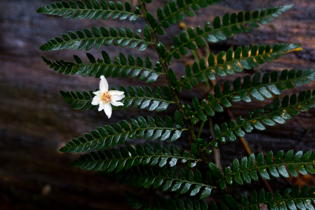 flower-on-fern-dandenong-ranges