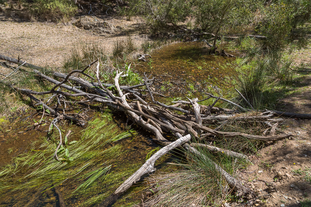 logs-across-coimadai-creek