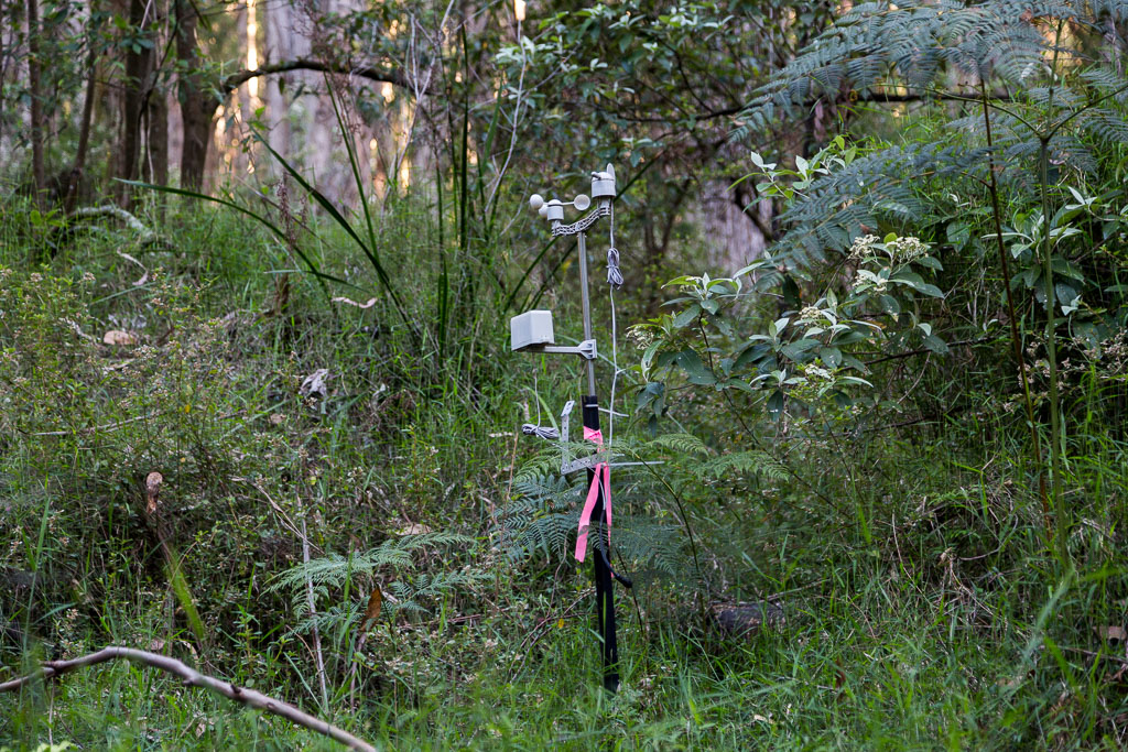 meter-in-forest-olinda