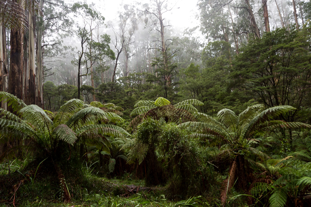 mist-ferns-dandenong-ranges