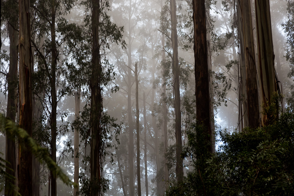 mist-through-trees-dandenong-ranges