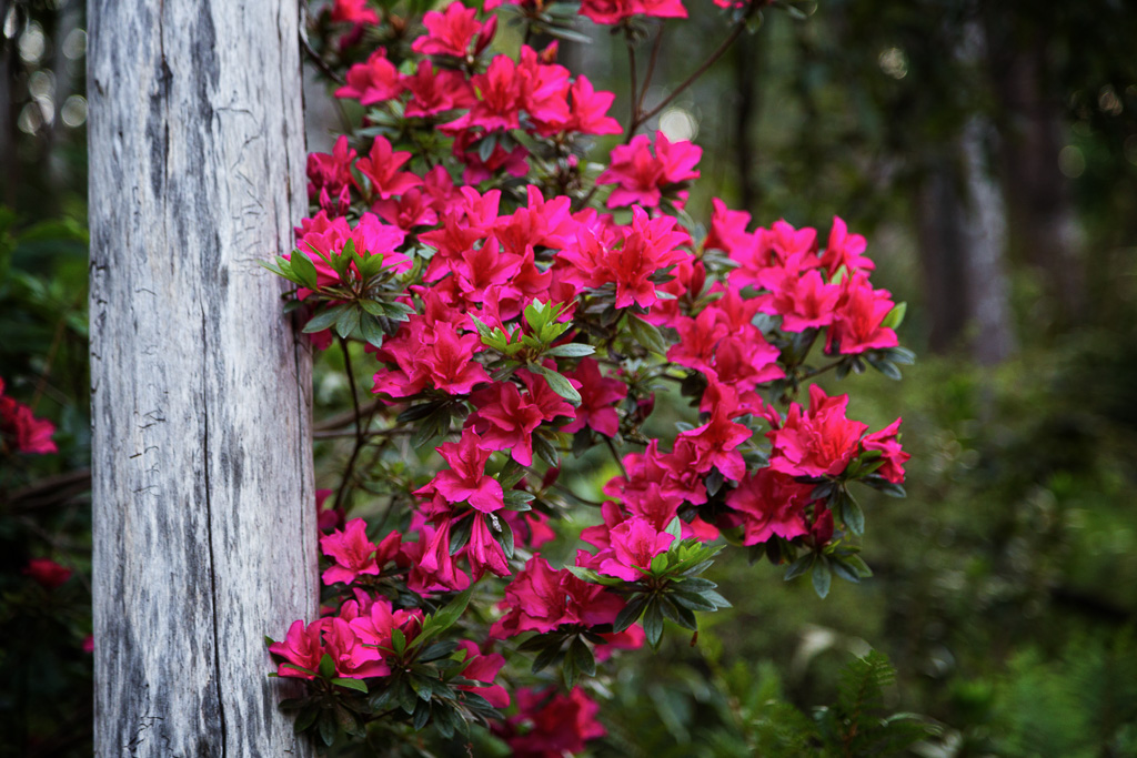 red-flowers-arboretum-olinda-forest