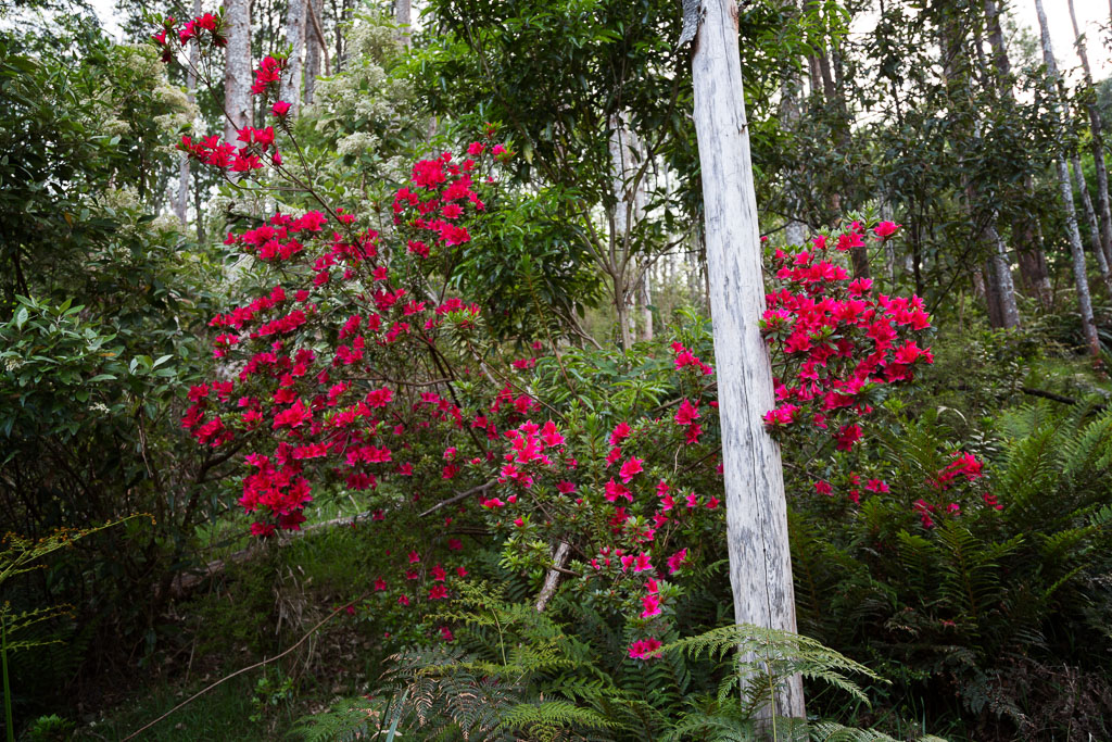 red-flowers-arboretum-olinda