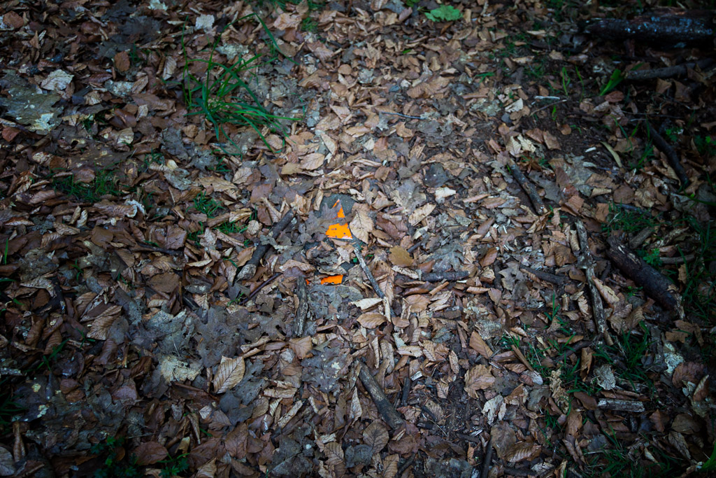 track-marker-in-leaves-olinda-forest