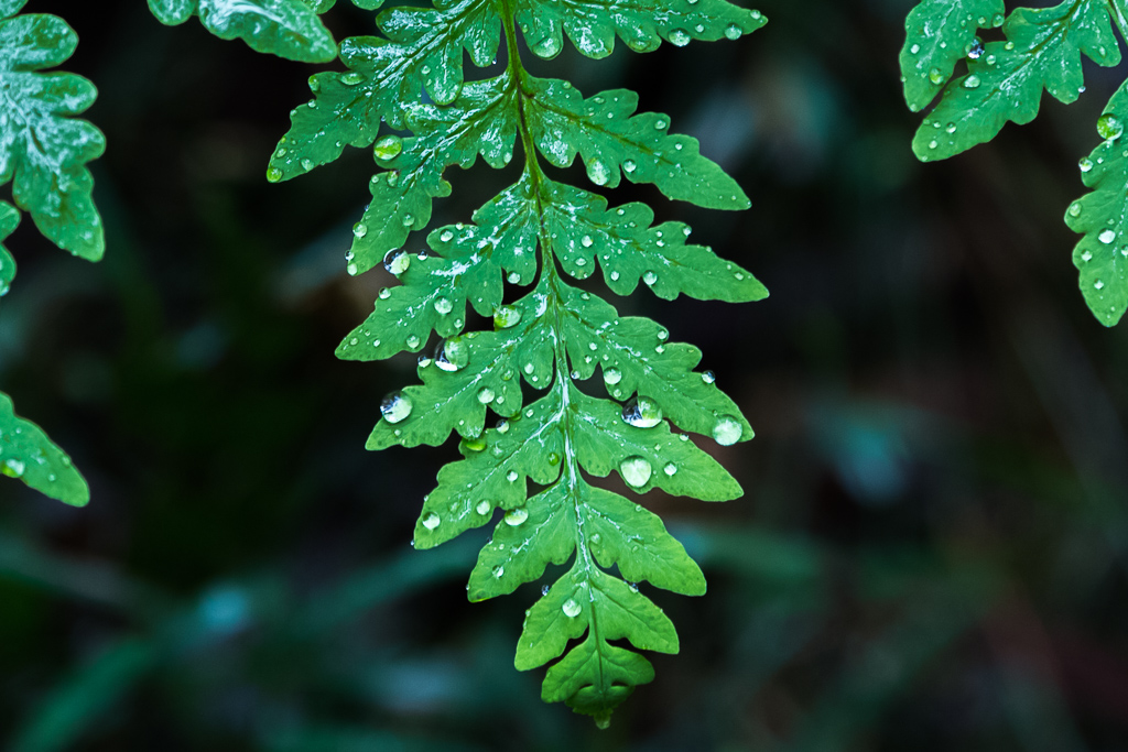 water-fern-leaf-sherbrooke-forest-dandenong-ranges