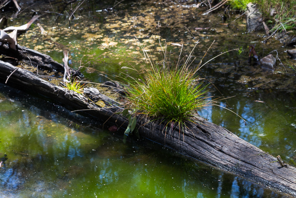 grass-growing-log-in-pyrites-creek