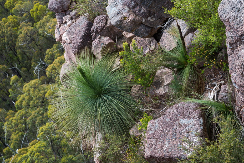 grass-tree-cathedral-rock-grampians