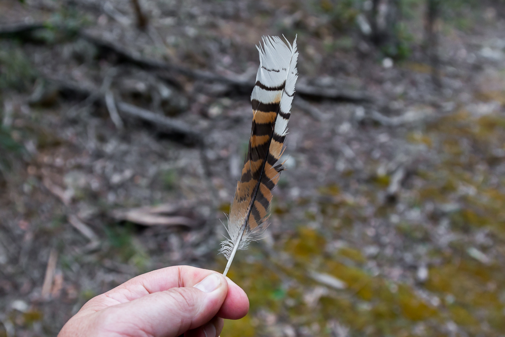 holding-kookaburra-feather