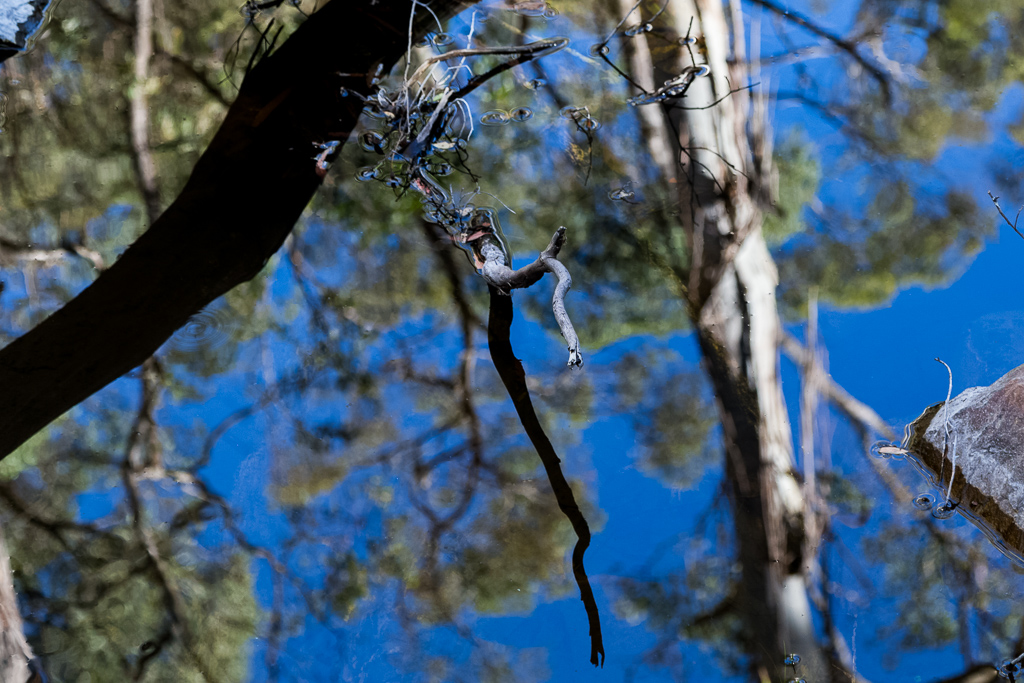 branch-sky-reflected-in-water