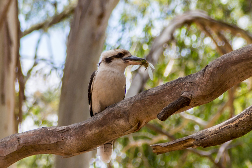 kookaburra-tree-grampians