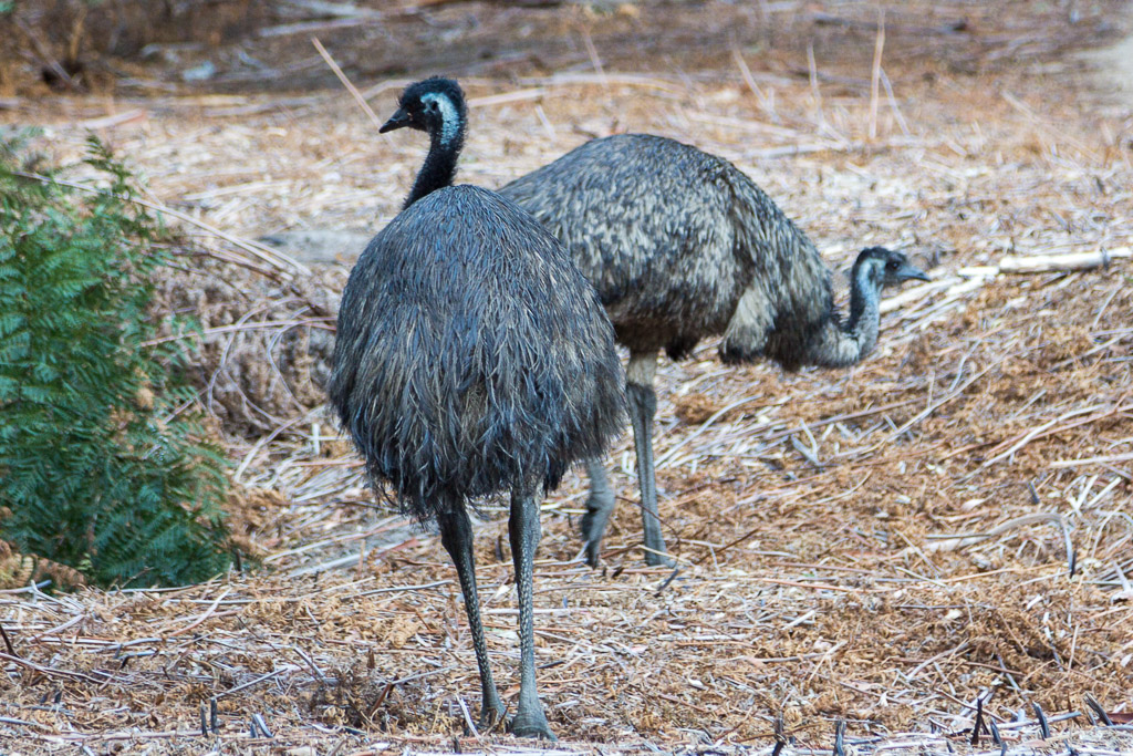 emus-grampians