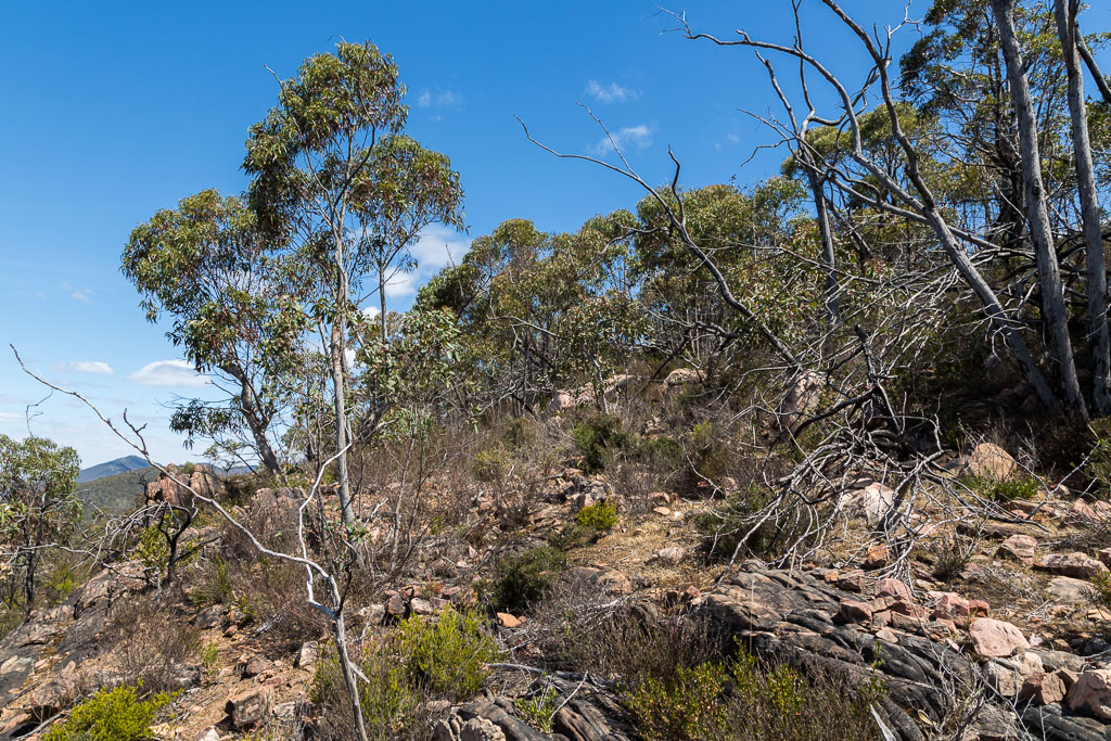 trees-scrub-on-mount-william-range