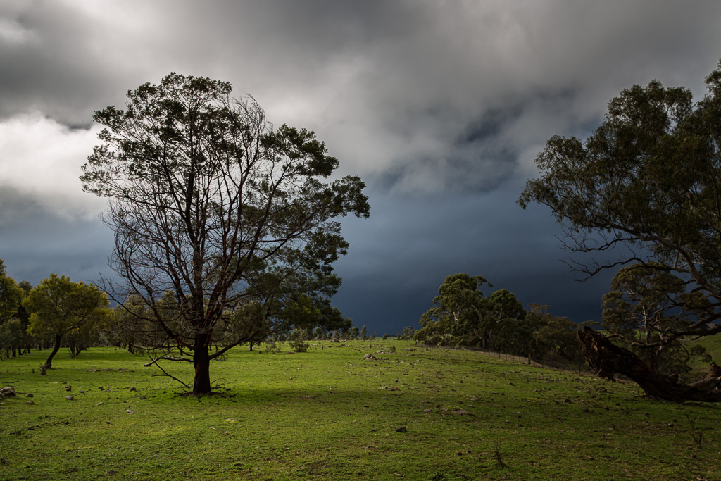 tree-storm-cloud-victoria