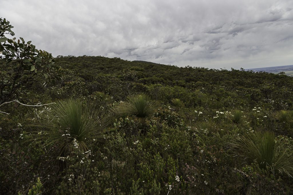 bush-descent-signal-peak-grampians-national-park
