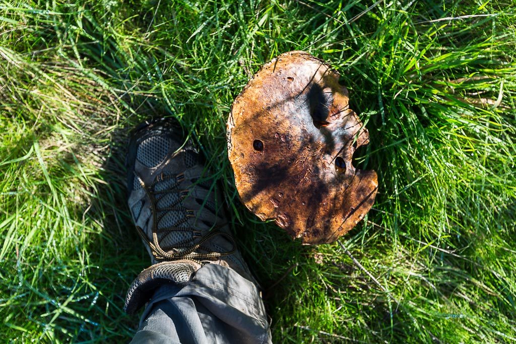 foot-next-to-large-fungi