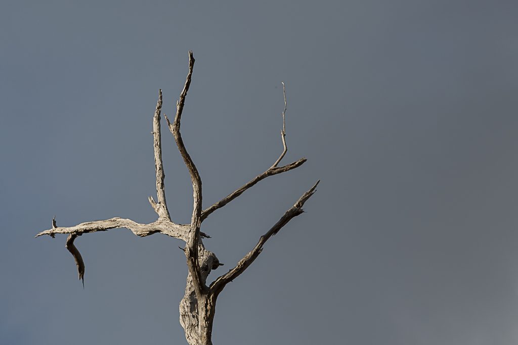 eucalypt-branches-grey-sky