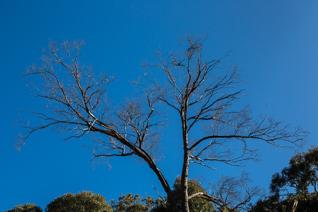 eucalypt-tree-blue-skies