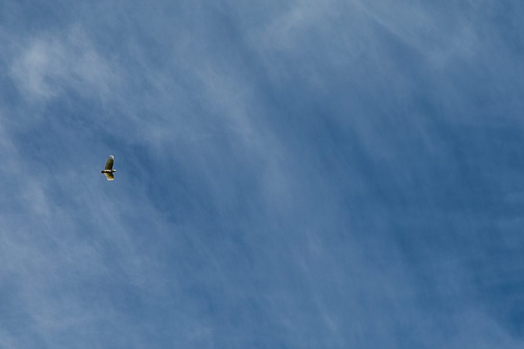 cockatoo-blue-sky-clouds