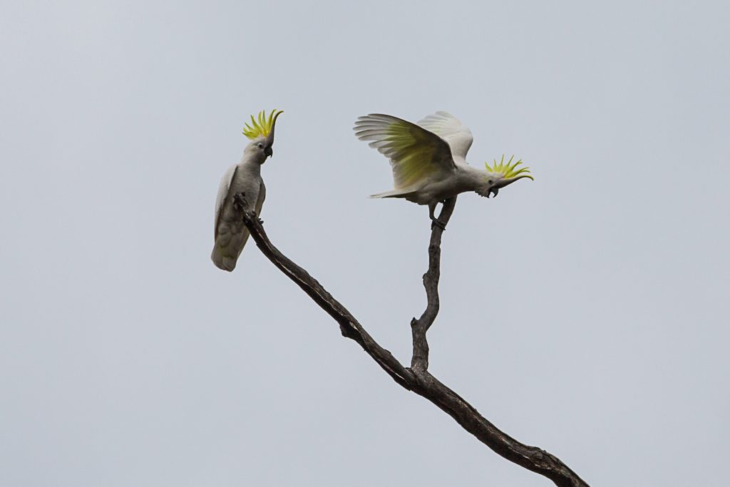 sulphur-crested-cockatoos-brisbane-ranges-national-park