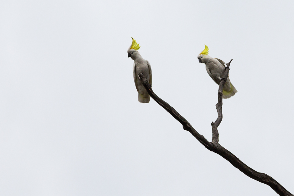 sulphur-crested-cockatoos