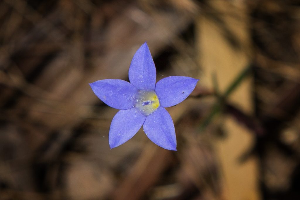 annual-blue-bell-flower